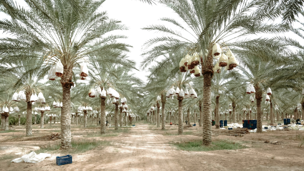 Egyptian date palm farm during crop care inside a palm orchard