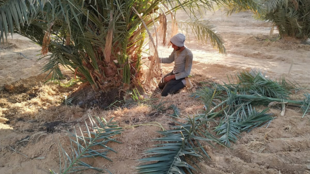 Farm worker maintaining Egyptian date palm trees in the field
