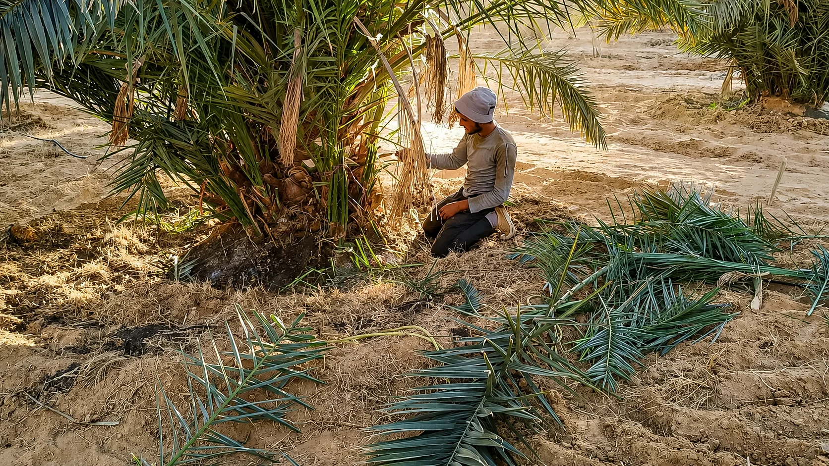Farm worker maintaining date palms