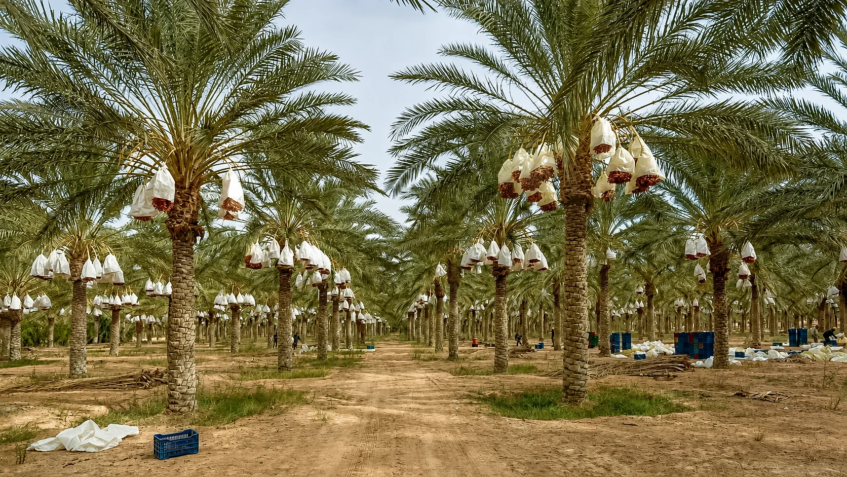Egyptian date palm farm